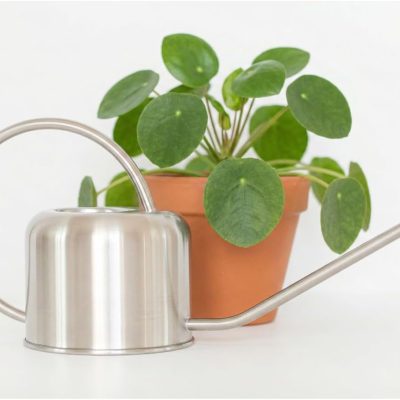 Stainless Steel Watering Can for Houseplants by  | 1L Capacity for Indoor/Outdoor Plants in Brushed Silver