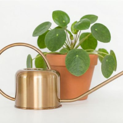 Stainless Steel Watering Can for Houseplants by  | 1L Capacity for Indoor/Outdoor Plants in Brushed Gold